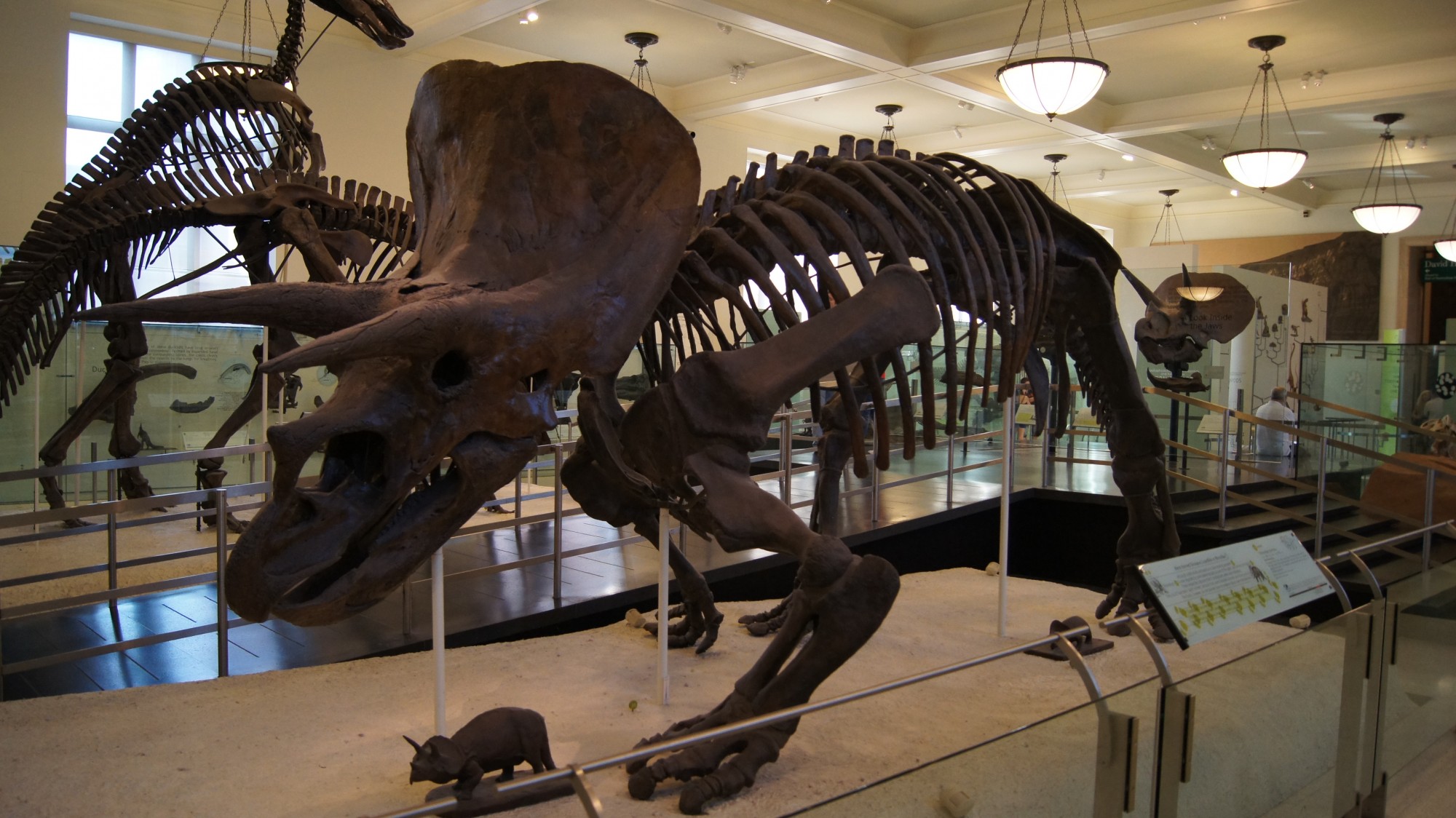 Natural History Museum - New York